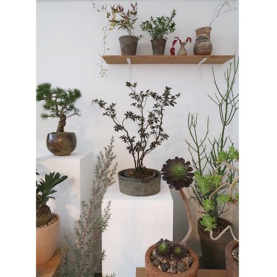 Zen bonsai and succulents indoor garden idea