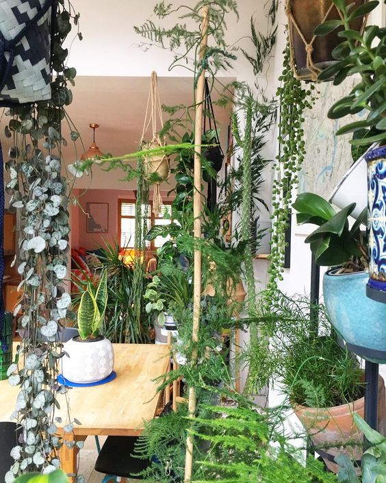 Trailing plants indoor garden idea