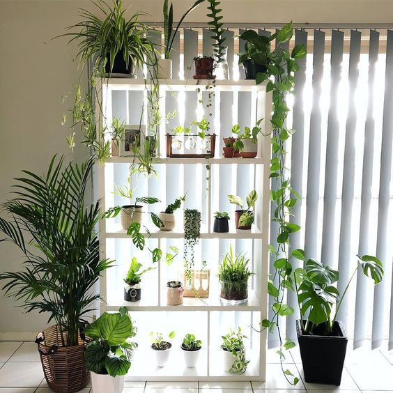 indoor plants on a shelf