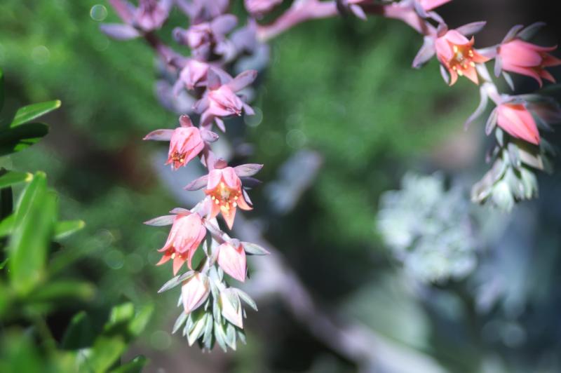 flowering Echeveria