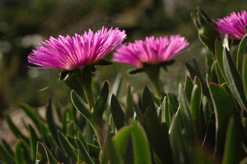 flowering succulents - blooming ice plant