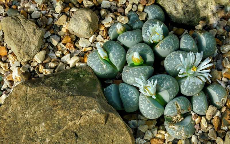 15 Types of Easy-Care Flowering Succulents You Can Brag About