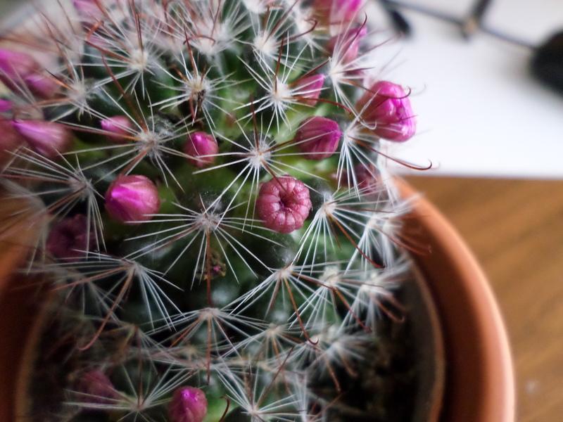 blooming power puff cactus