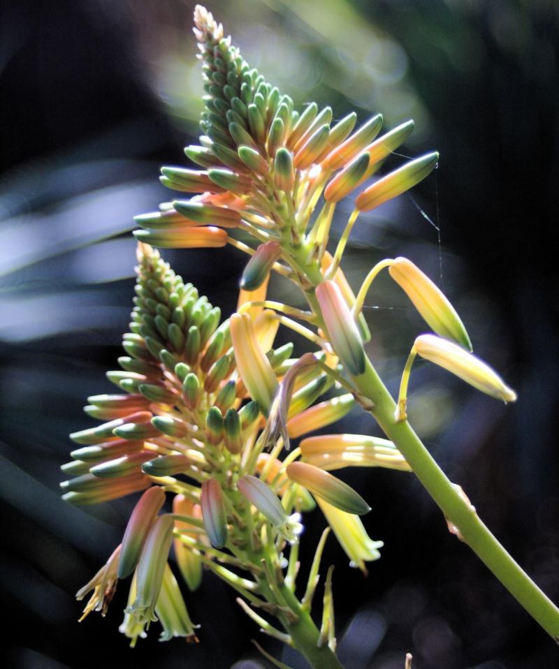 Aloe vera - one of the best flowering succulents