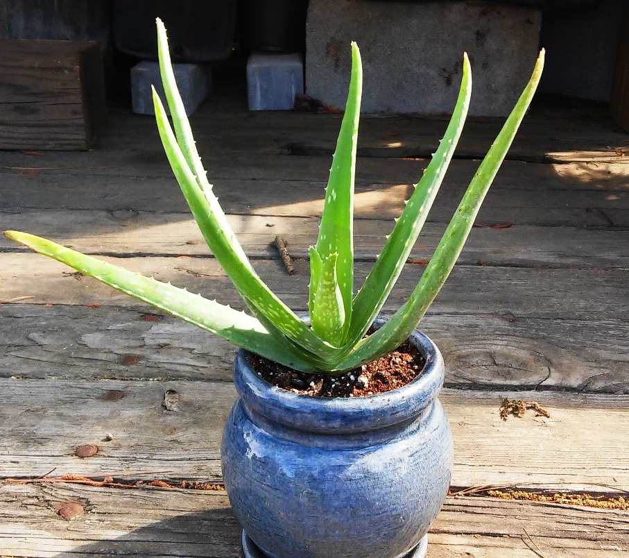 Aloe Vera - best plants for your bedroom