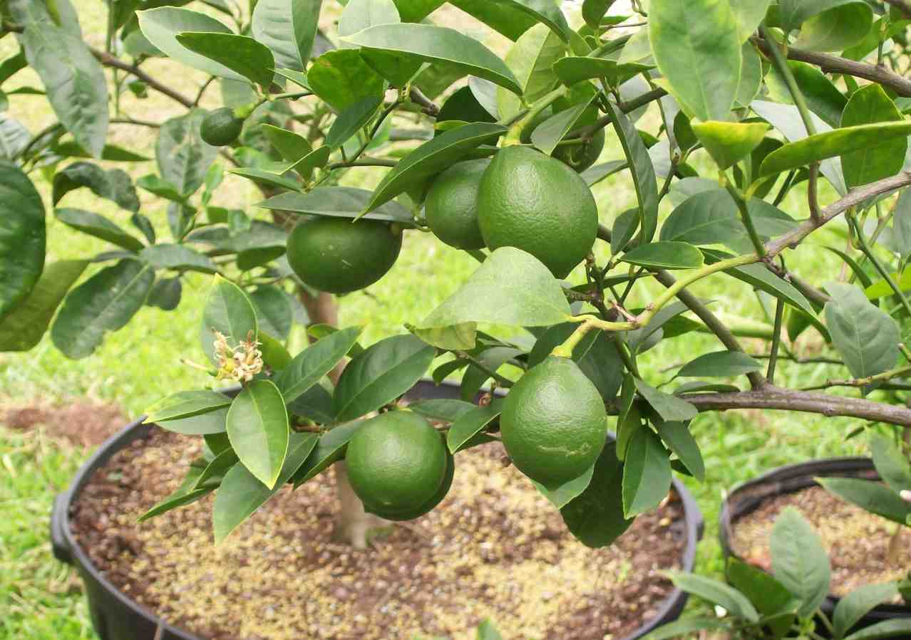 how to fertilize a lemon tree