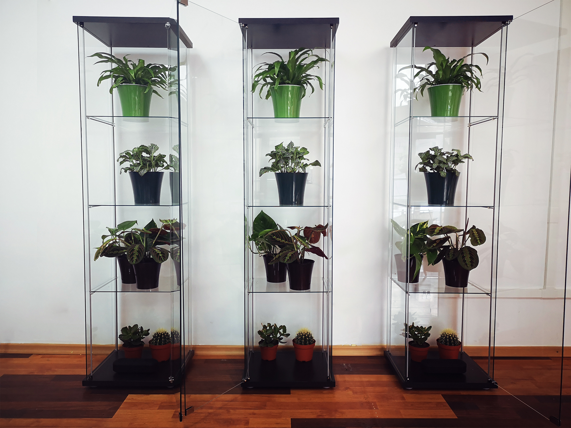 Plants on a glass stand
