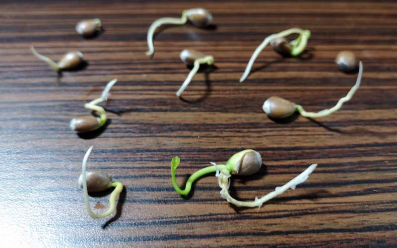 Lemon tree seeds showing roots