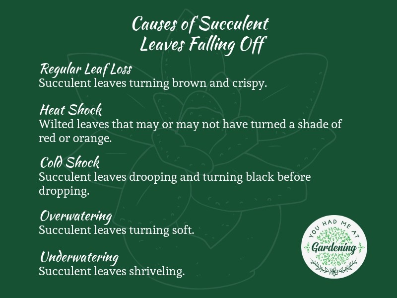 7 Reasons For Leaves Falling Off Succulents And How To