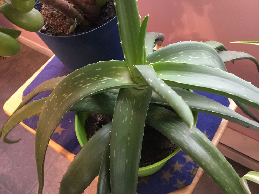 indoor aloe vera 