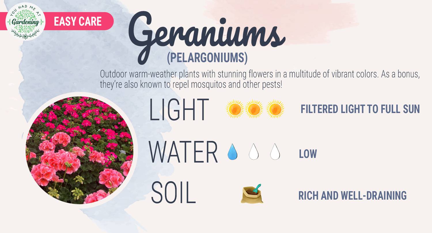 Geranium care guide sheet