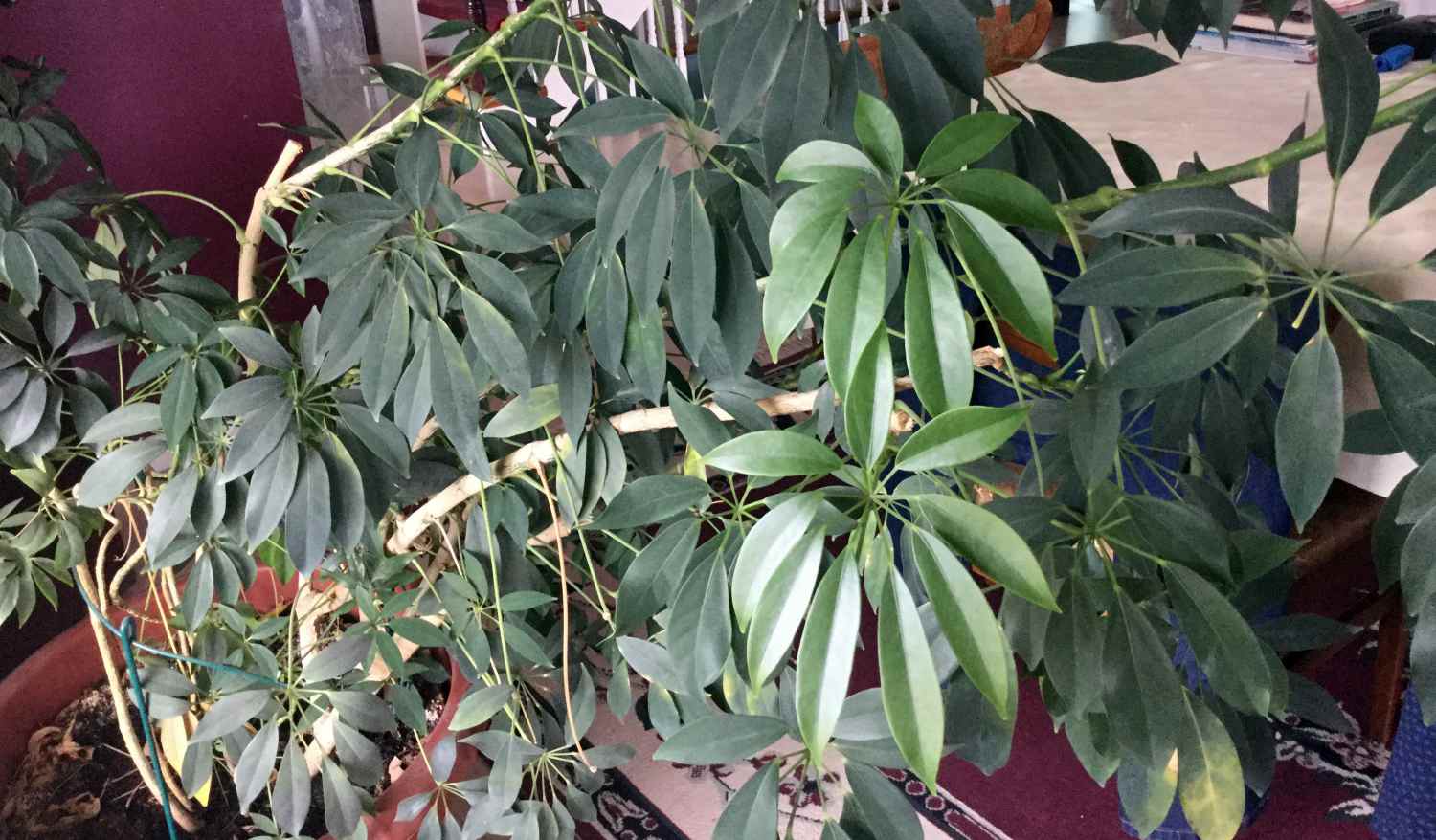 umbrella plant care - indoor bush