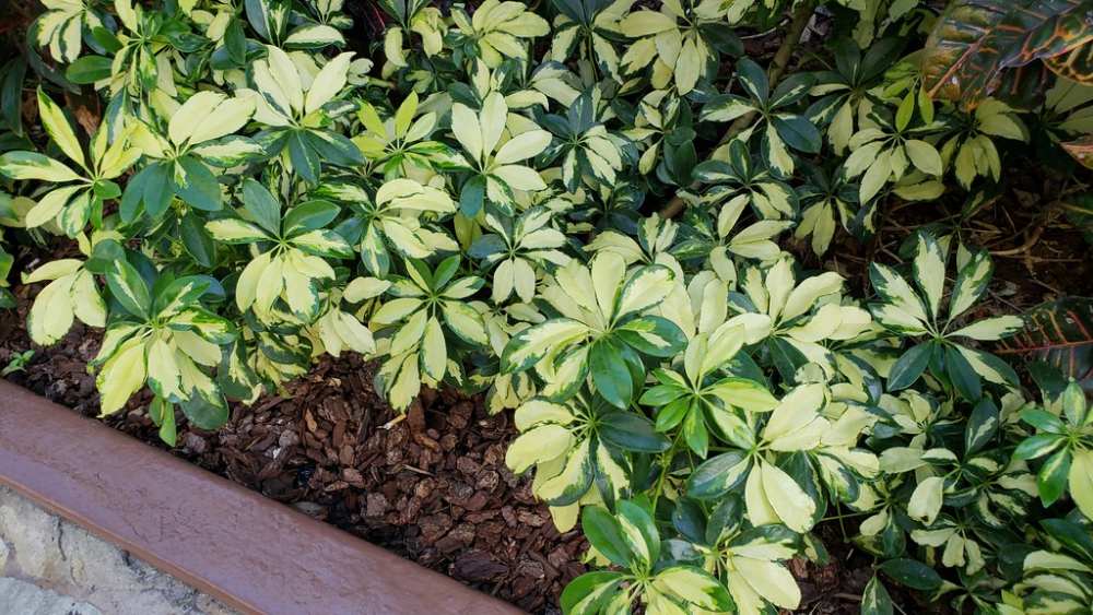 umbrella plant care guide - thriving bush