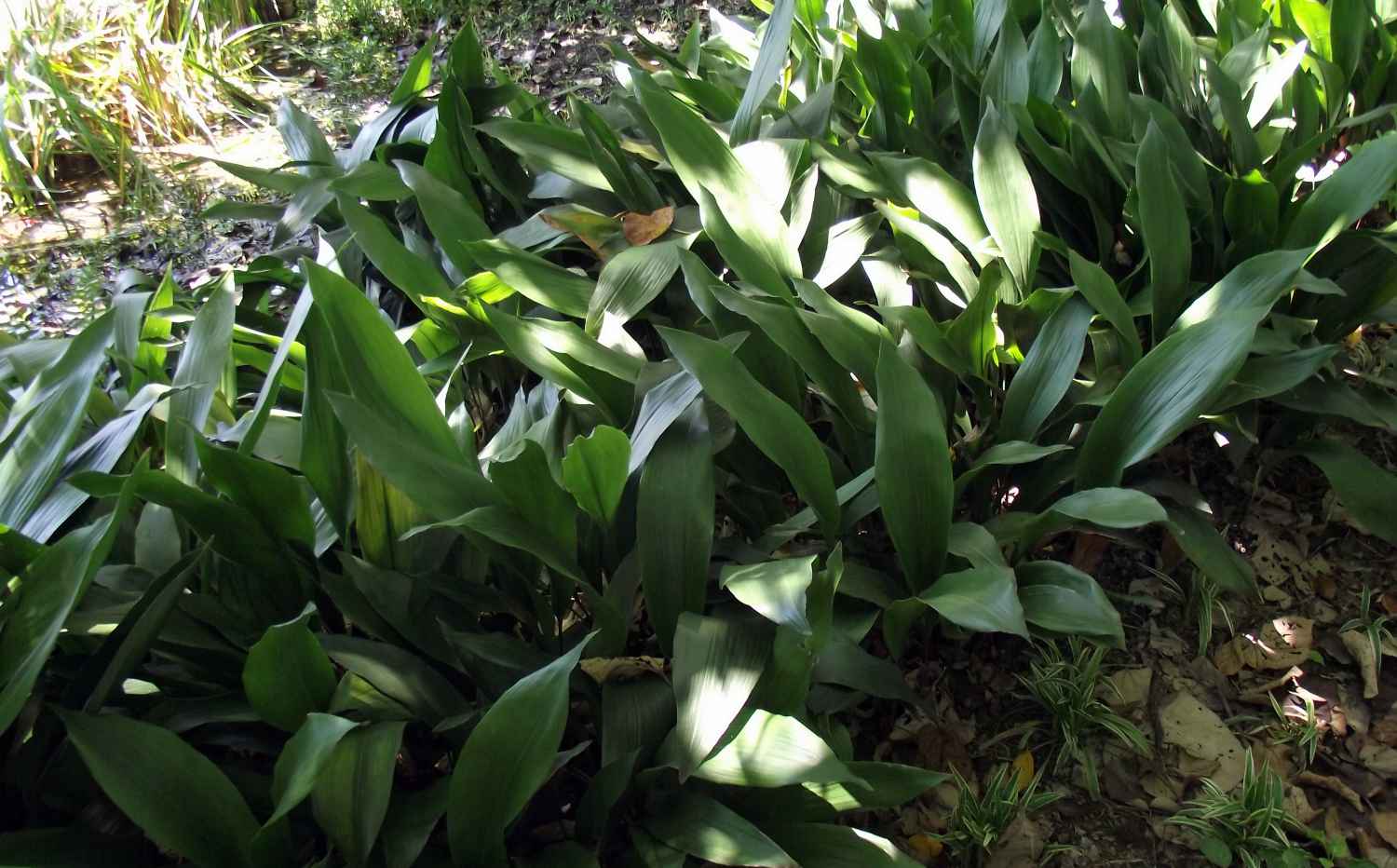 8 Plants that Clean the Air & Remove Toxins, According to NASA YHMAG