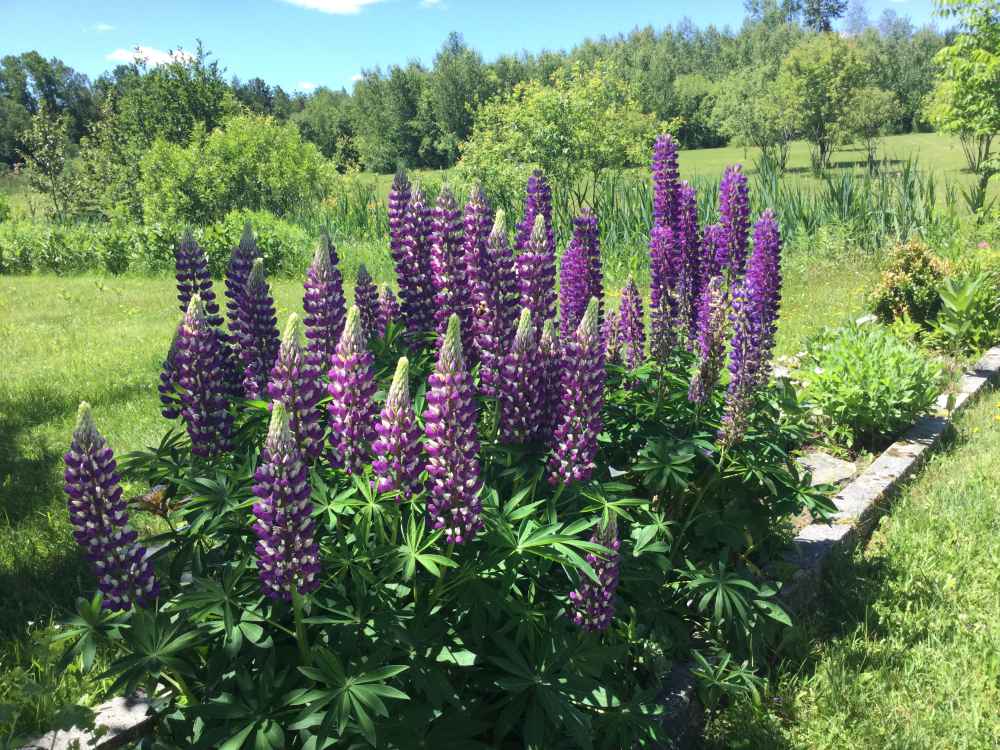 Lupine plant care guide - purple lupines