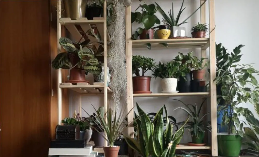 8 plants that clean the air on display