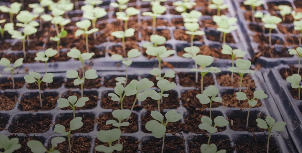 Young seedlings growing in plastic trays, arranged in rows, with a focus on bright green leaves.