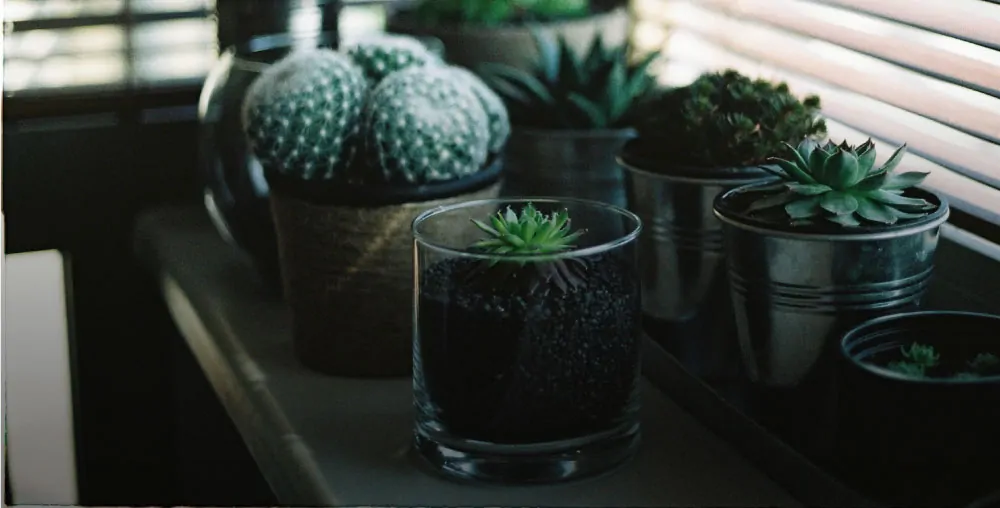 Various succulents displayed in glass and metal containers on a windowsill, with light filtering through blinds.