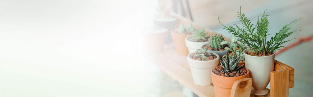 A collection of potted succulents and plants arranged on a wooden shelf with a soft, sunlit background, transforming into an exquisite indoor garden.