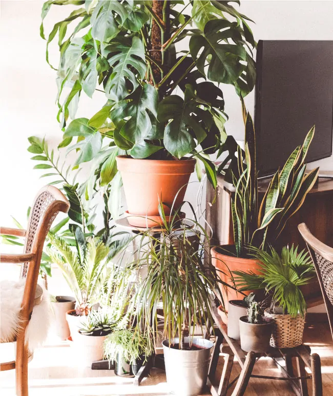 A cozy living area with an assortment of potted indoor plants and two wicker chairs in contact with each other.