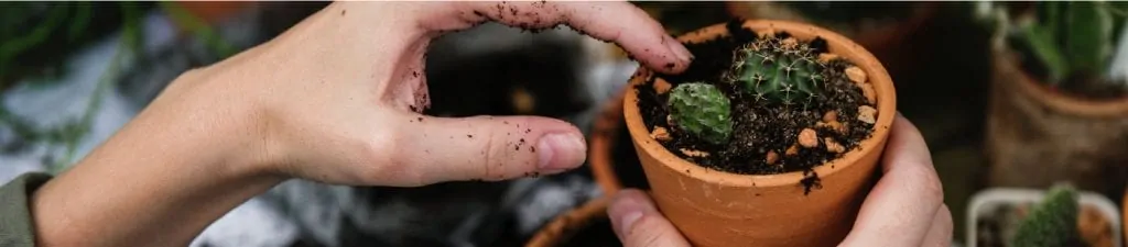 Hands repotting a small cactus in a terracotta pot, with soil and other plants visible.