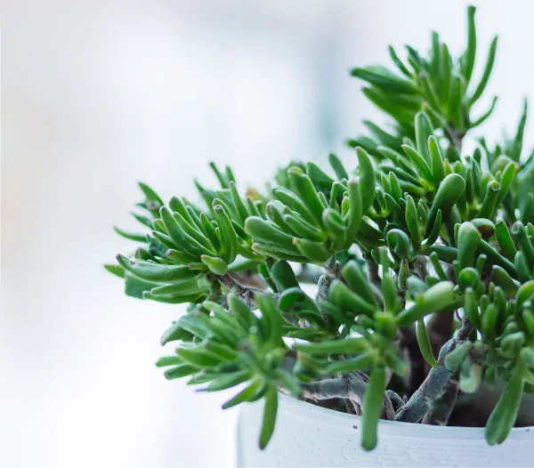 A small succulent plant with thick, green leaves in a white pot, set against a soft-focus background.