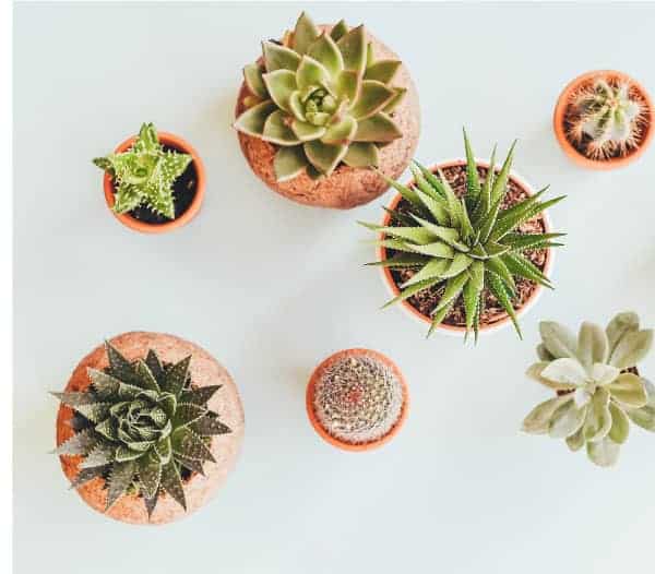 Top-down view of six potted succulents in various shapes and sizes, arranged on a pale surface.