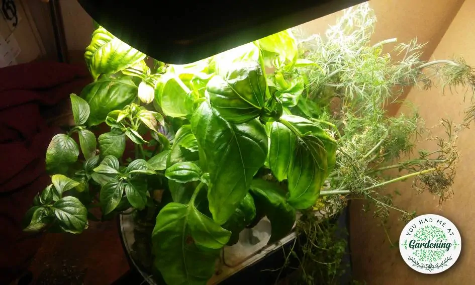 Indoor herb garden kit thriving under a grow light.