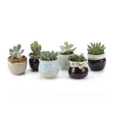 small ceramic succulent pots