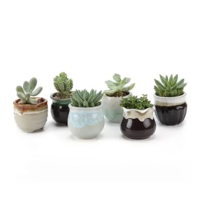 small ceramic succulent pots