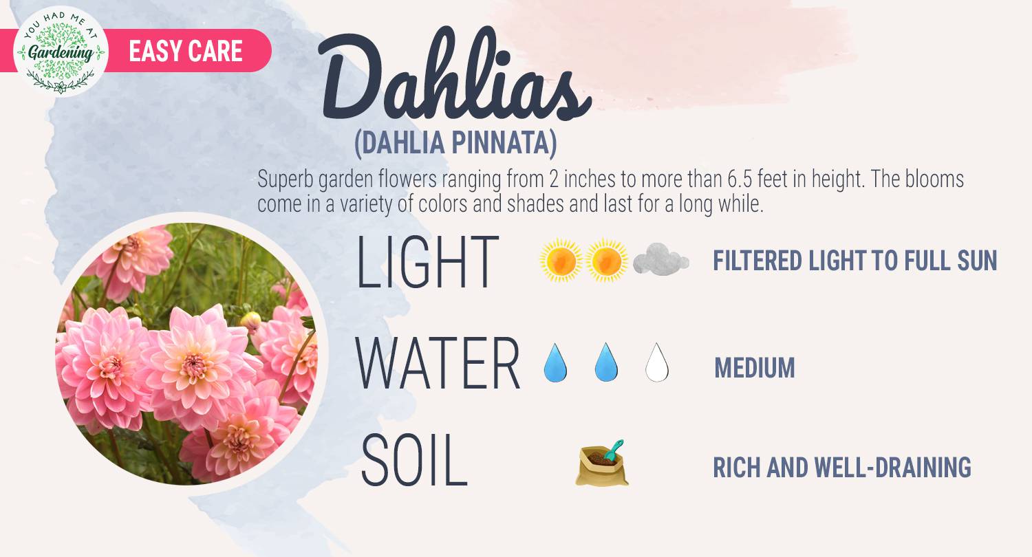 Dahlia care guide sheet