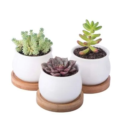 minimalistic white ceramic succulent pots