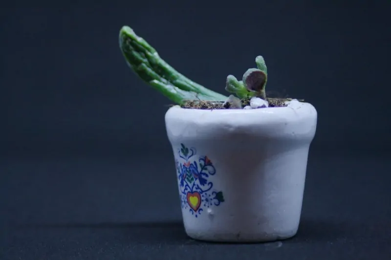 Small potted succulent on a dark background.