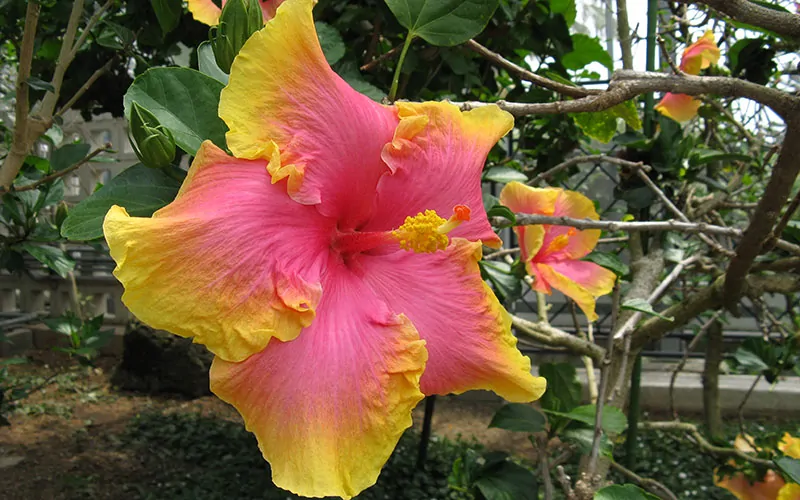 What Flower Am I? Personality Quiz: A vibrant pink and yellow hibiscus flower in bloom.