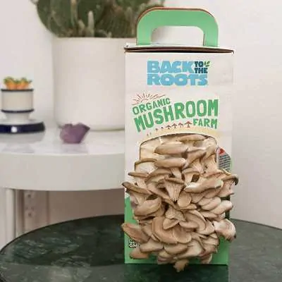 mushroom farm grow kit