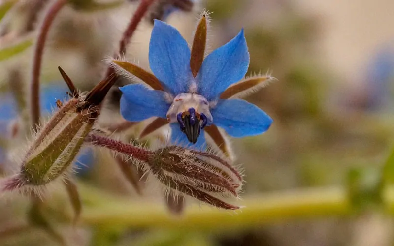 Close-up of a vibrant blue borage flower, perfect for the "What Flower Am I" Personality Quiz, with visible hairy stems and foliage.