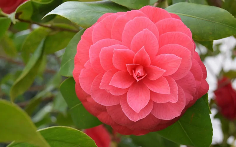 A vibrant pink camellia bloom with symmetrical petals, nestled among green leaves, perfect for a "What Flower Am I" Personality Quiz.