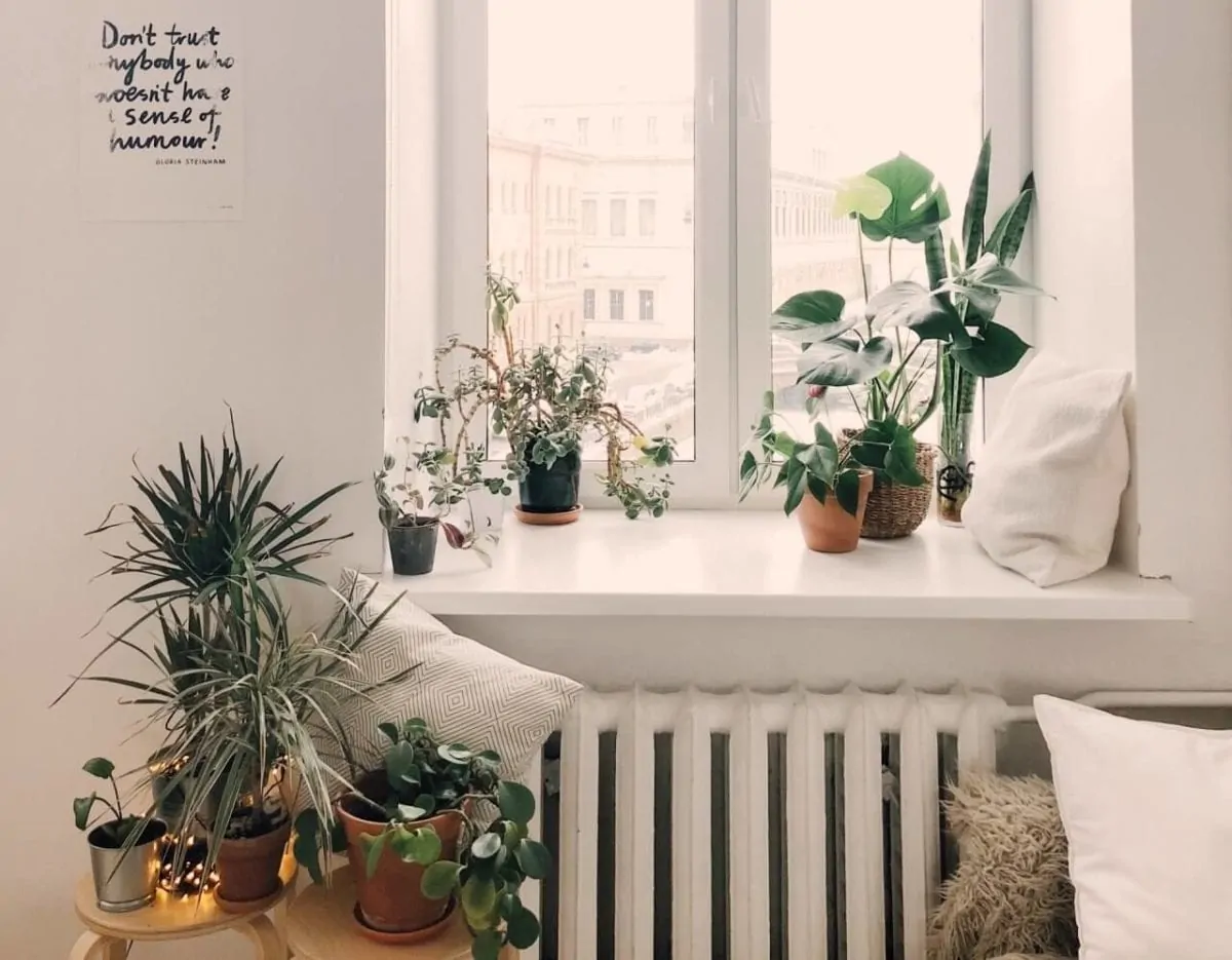 best plants for your bedroom