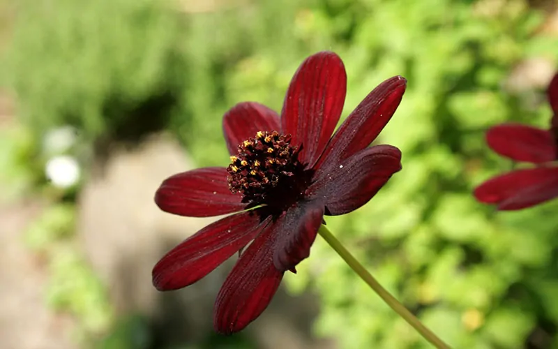 A dark red flower with prominent yellow stamens in the center, against a blurred green background, is perfect for a "What Flower Am I" personality quiz.