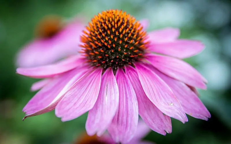 What Flower Am I: Close-up of a purple coneflower (echinacea purpurea) with a blurred green background.