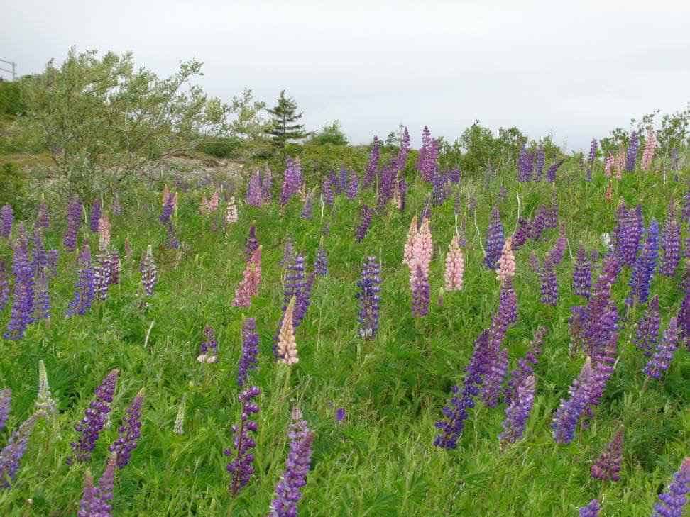 lupine plant care guide - field of lupins