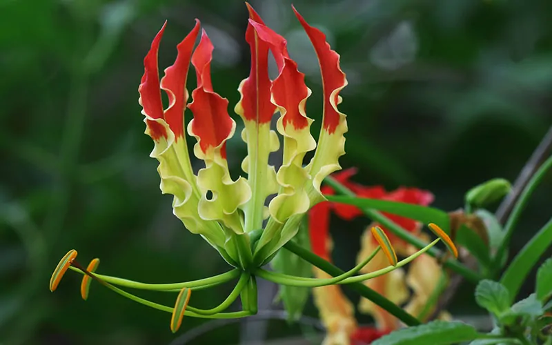 Cluster of red and yellow gloriosa lily flowers in bloom for a "What Flower Am I" Personality Quiz.