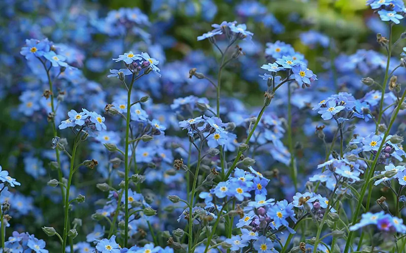 A close-up of a cluster of blue forget-me-not flowers in bloom: take our Flower Quiz to discover What Flower Am I based on your Personality Quiz results.