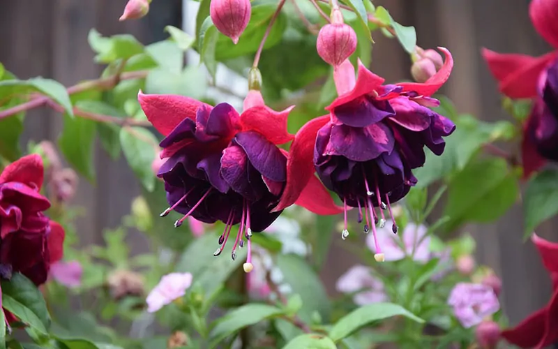 Deep purple fuchsia flowers with dewdrops hanging from their petals invite you to a Personality Quiz.