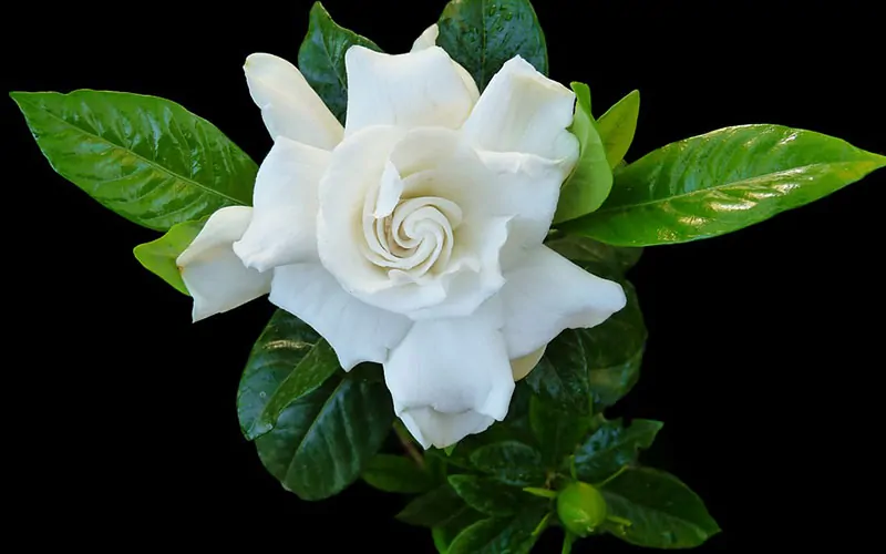White gardenia flower with glossy green leaves on a black background. - What Flower Am I Quiz.