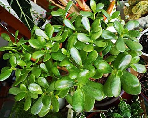jade plant care guide featured image