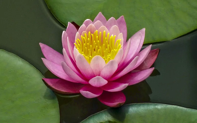 A vibrant pink waterlily, perfect for a "What Flower Am I" Personality Quiz, surrounded by green lily pads on a calm water surface.