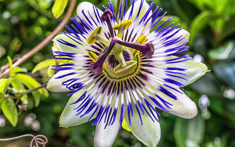 A close-up of a vibrant passion flower (passiflora) with intricate details and vivid colors, perfect for a "What Flower Am I" Personality Quiz.