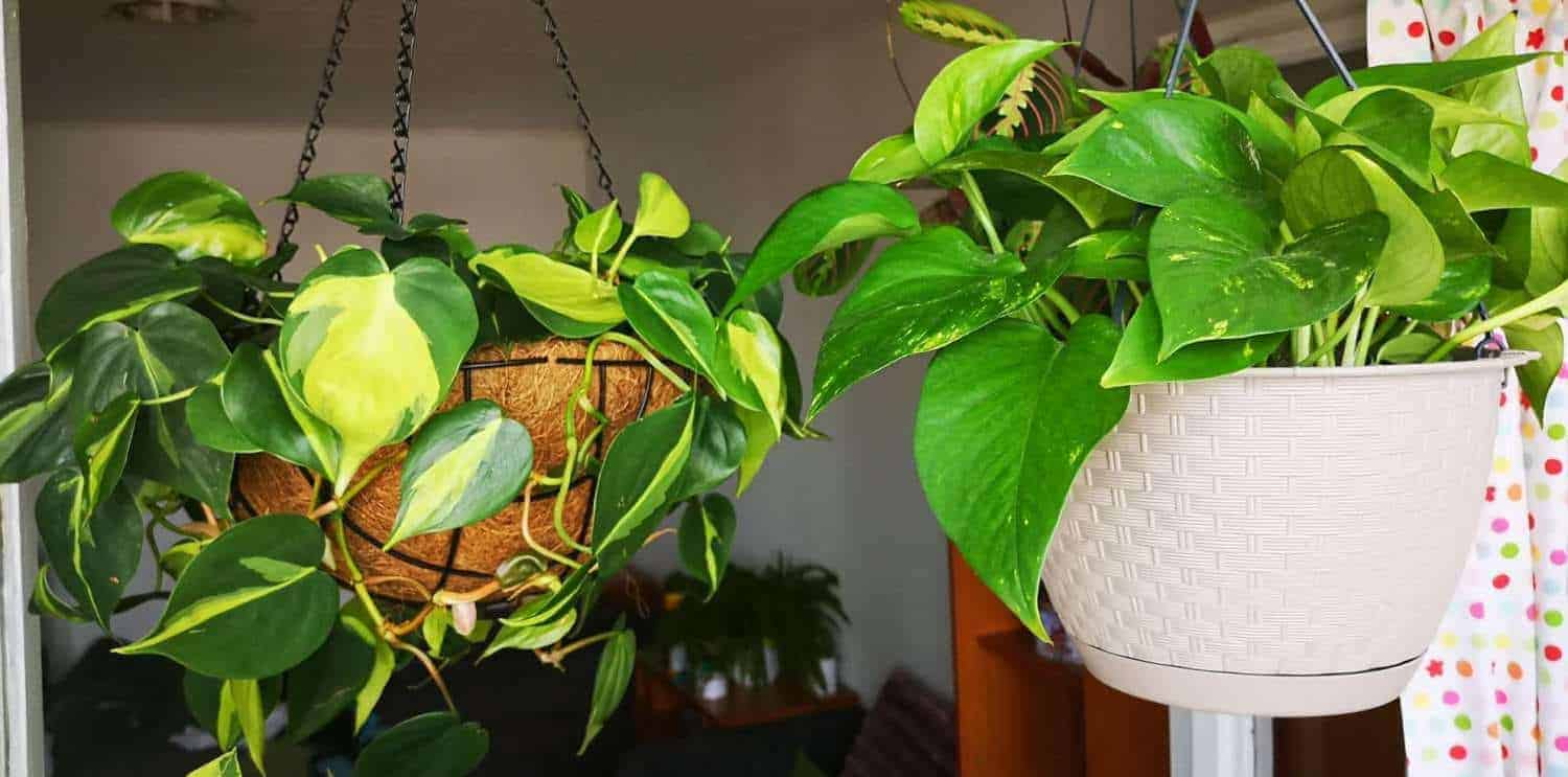 12 Most Popular Philodendron Types [and Pictures] All