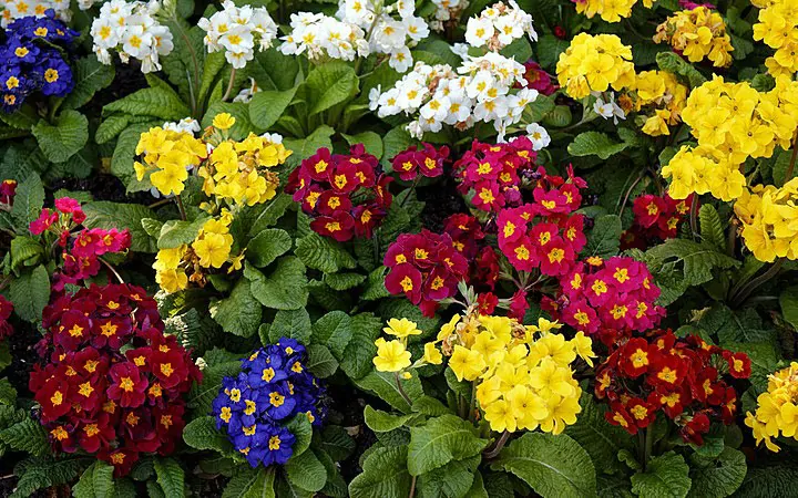 A vibrant display of multicolored primrose flowers: What Flower Am I Personality Quiz.